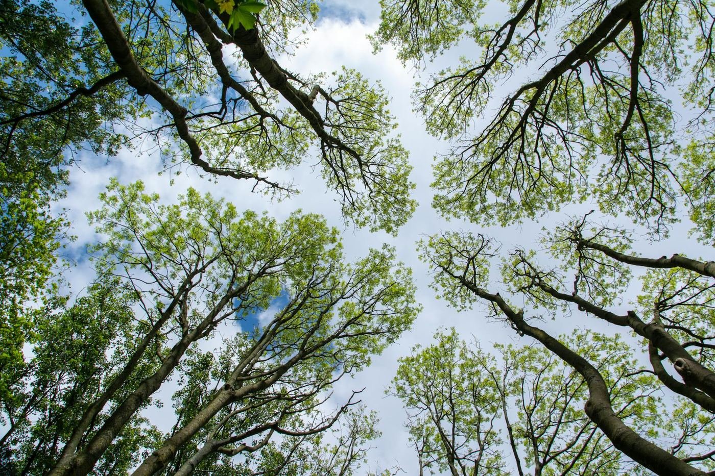 Looking up into a forest canopy