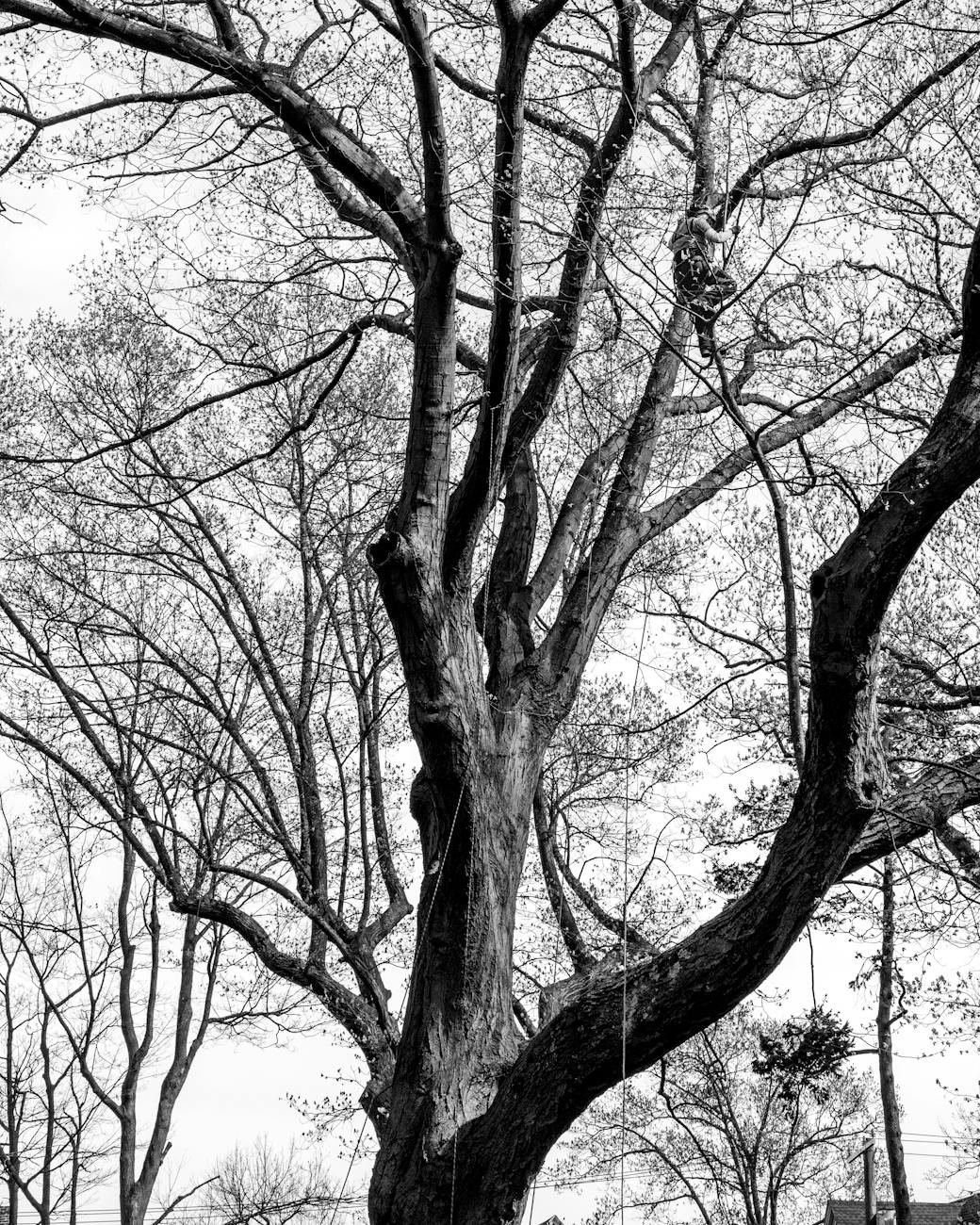 Climber high in a bare tree