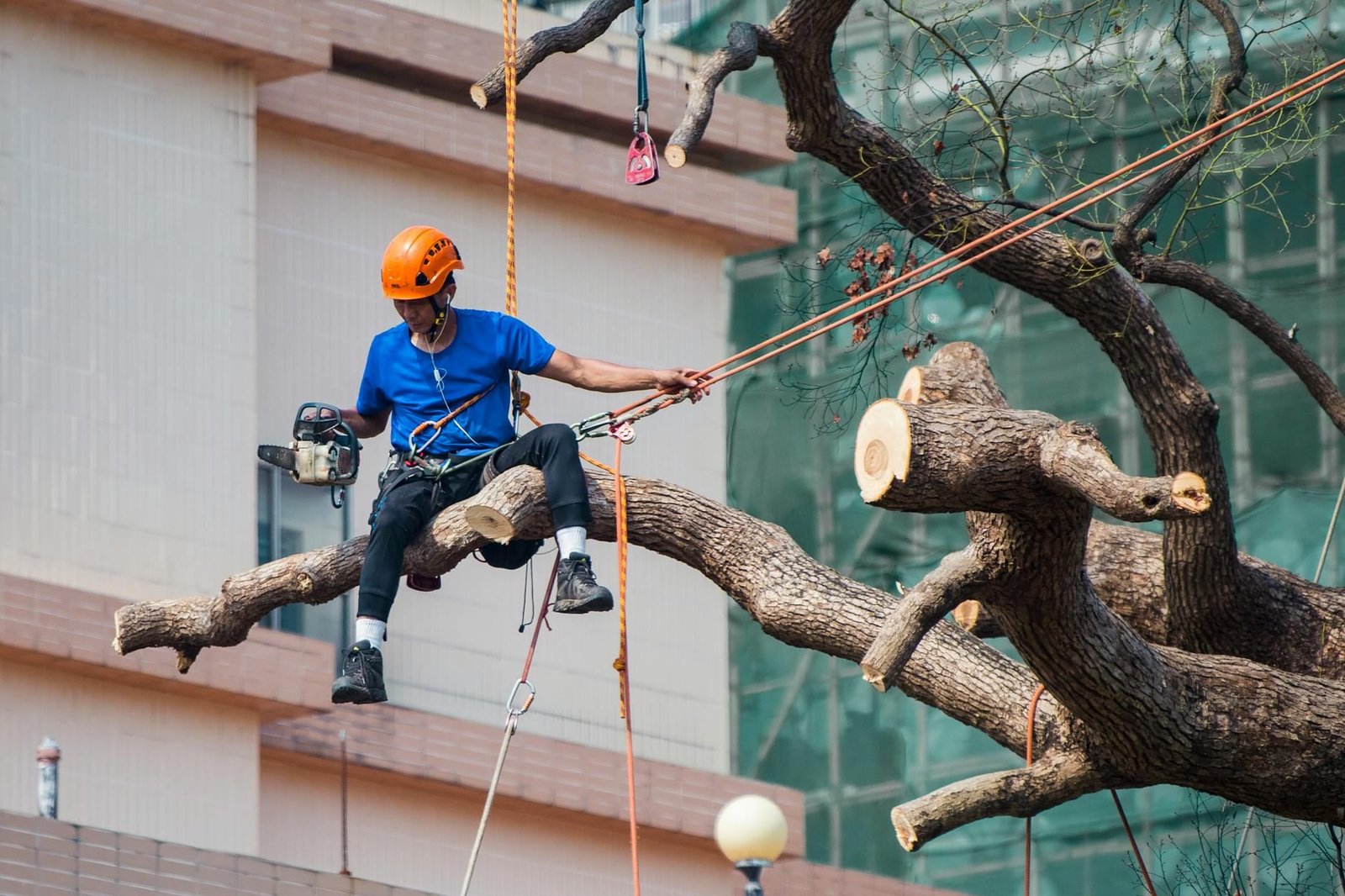 ISA-trained arborist rigging and sectioning a large limb above a property
