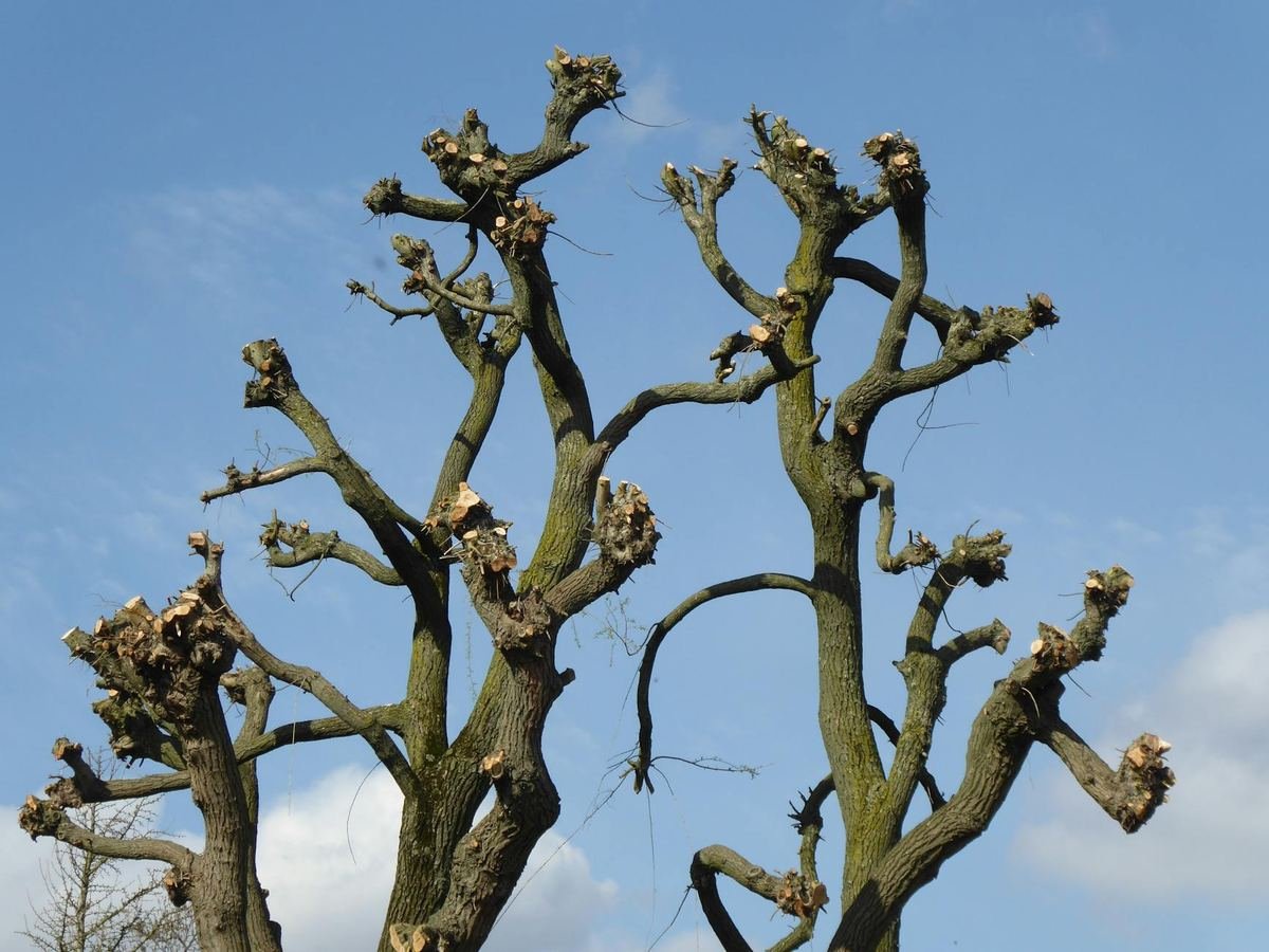 Pruning and trimming tree branches