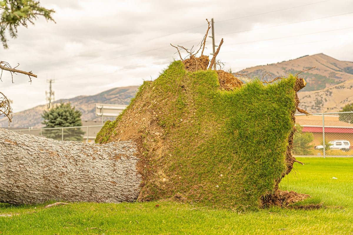 Storm-toppled tree with root ball