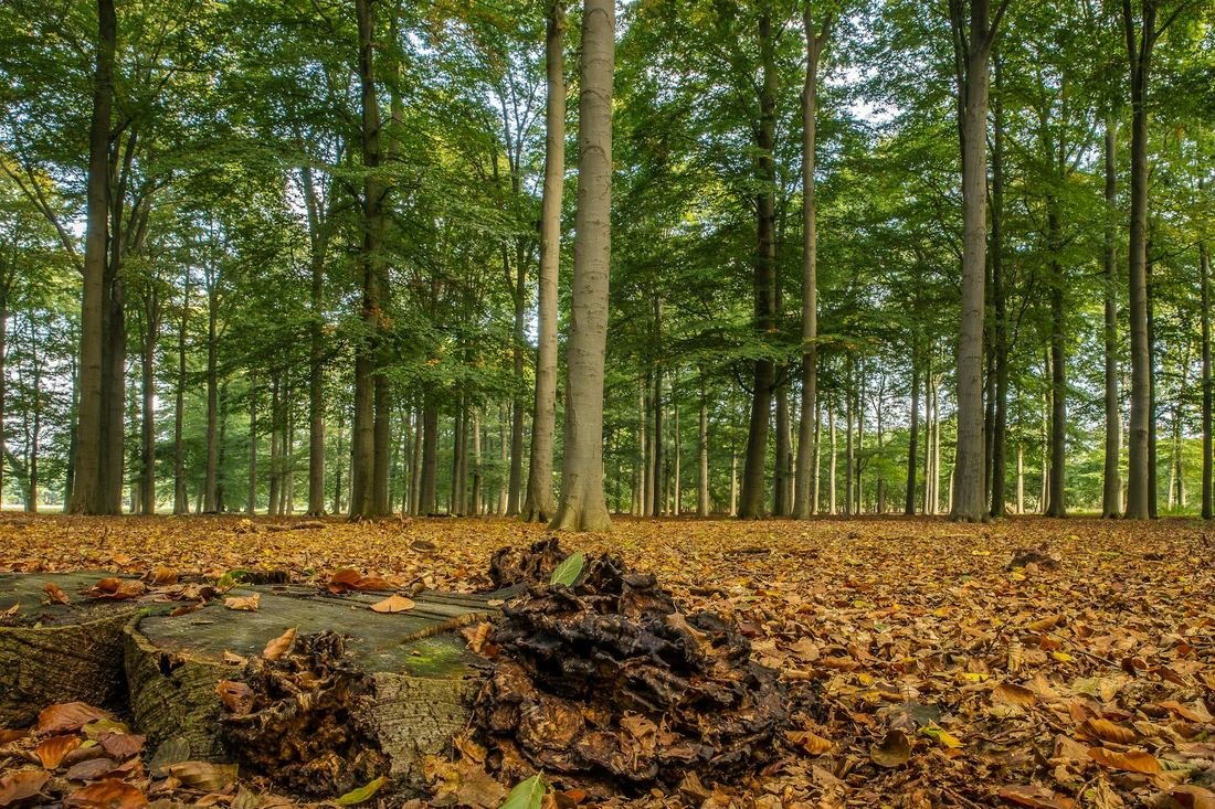 Cleared ground and stump
